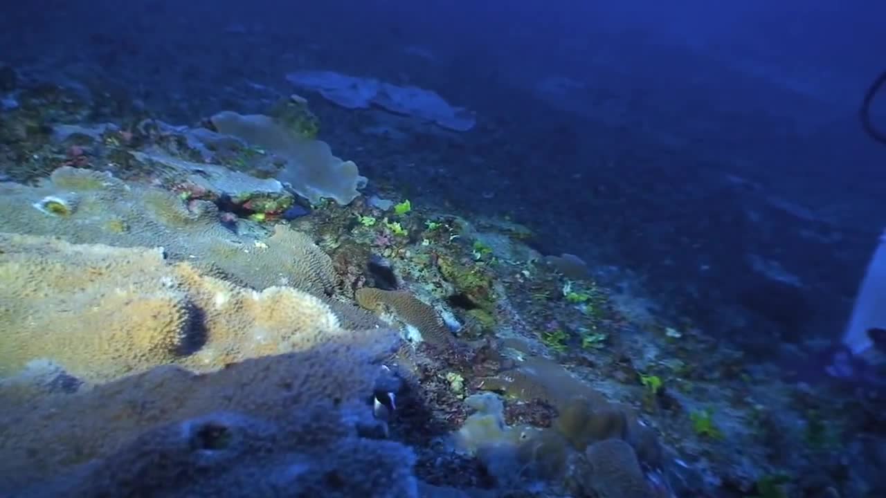 夏威夷- 捞一条贼仙回家| 海水驿站