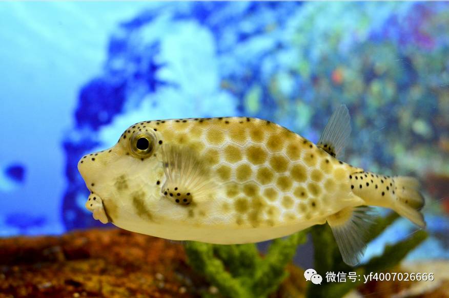 水族百科河鲀篇