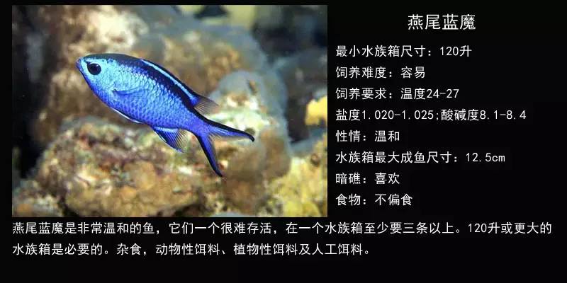 雀鲷类海水鱼完全图鉴