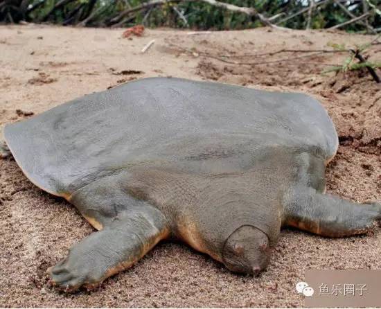 极度稀奇的水生物你认识几种