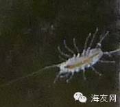 英文名貌似为isopods~ 额 (其实翻译资料里也有很多把他跟扁跳