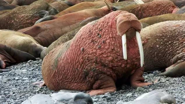 walruses are seen on a beach in alaska.