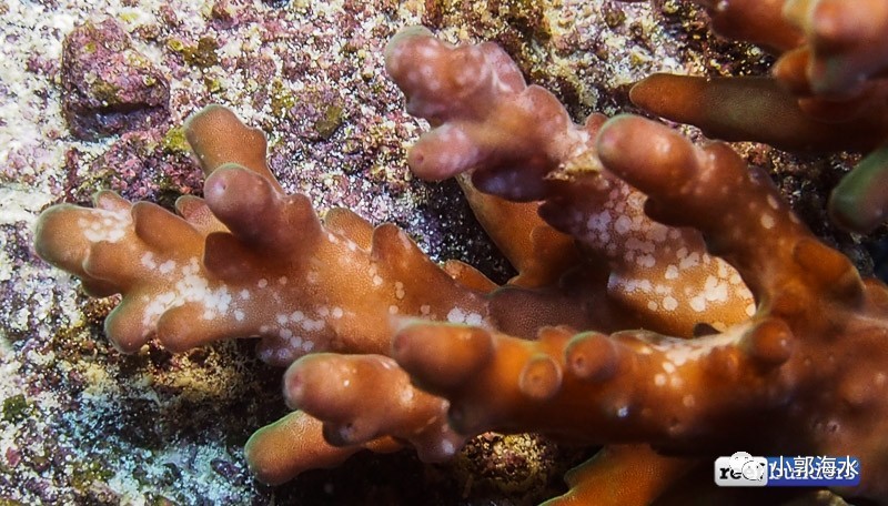 "扁虫"全称acropora eating flatworms,专以硬骨a属鹿角珊瑚为食的扁