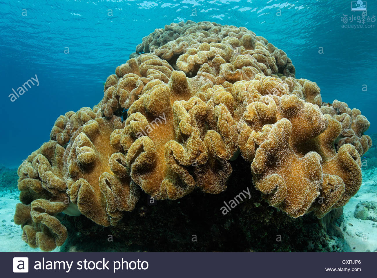 花环皮革 肉芝软珊瑚 海水驿站