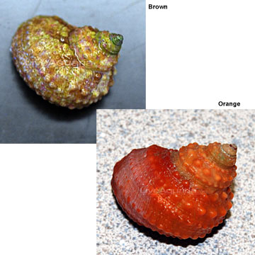 snail鲍鱼abalone tropical牛眼螺/蝾螺名字相近宝螺/栗子宝螺/栗子