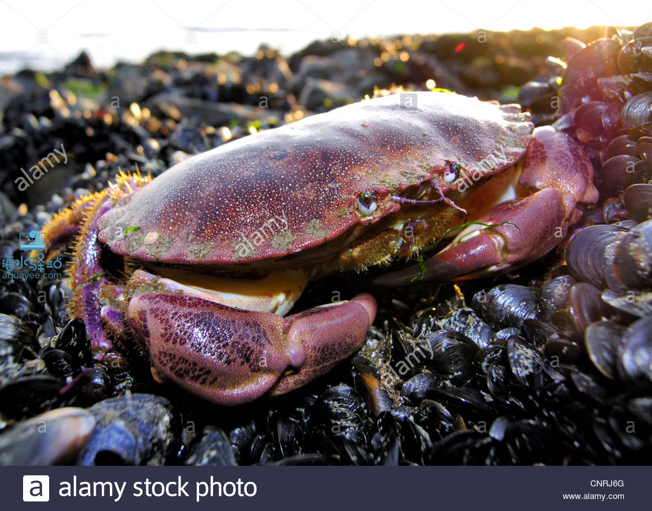 ora eating nudibranchs红扁虫red flatworms名字相近绿宝石蟹emerald