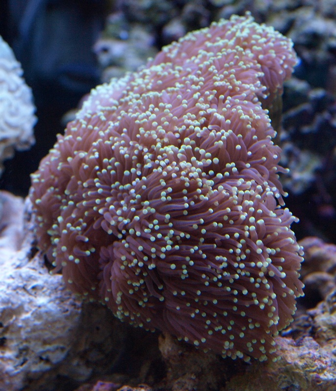 火柴头珊瑚