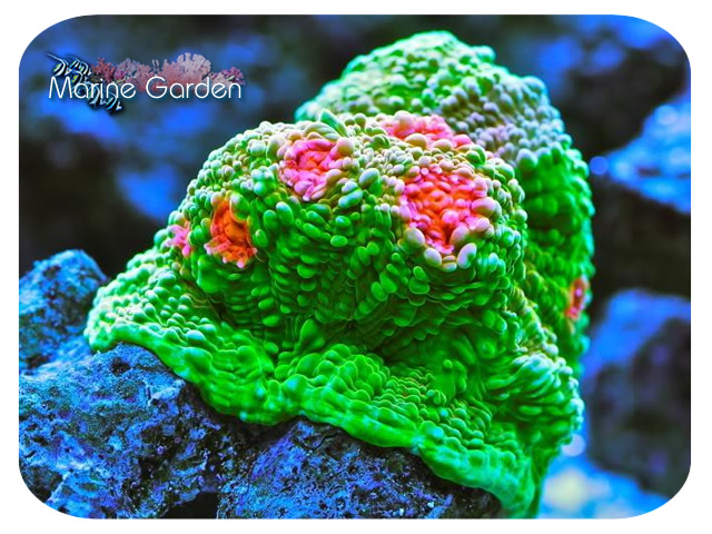 提子珊瑚蛙卵珊瑚粗