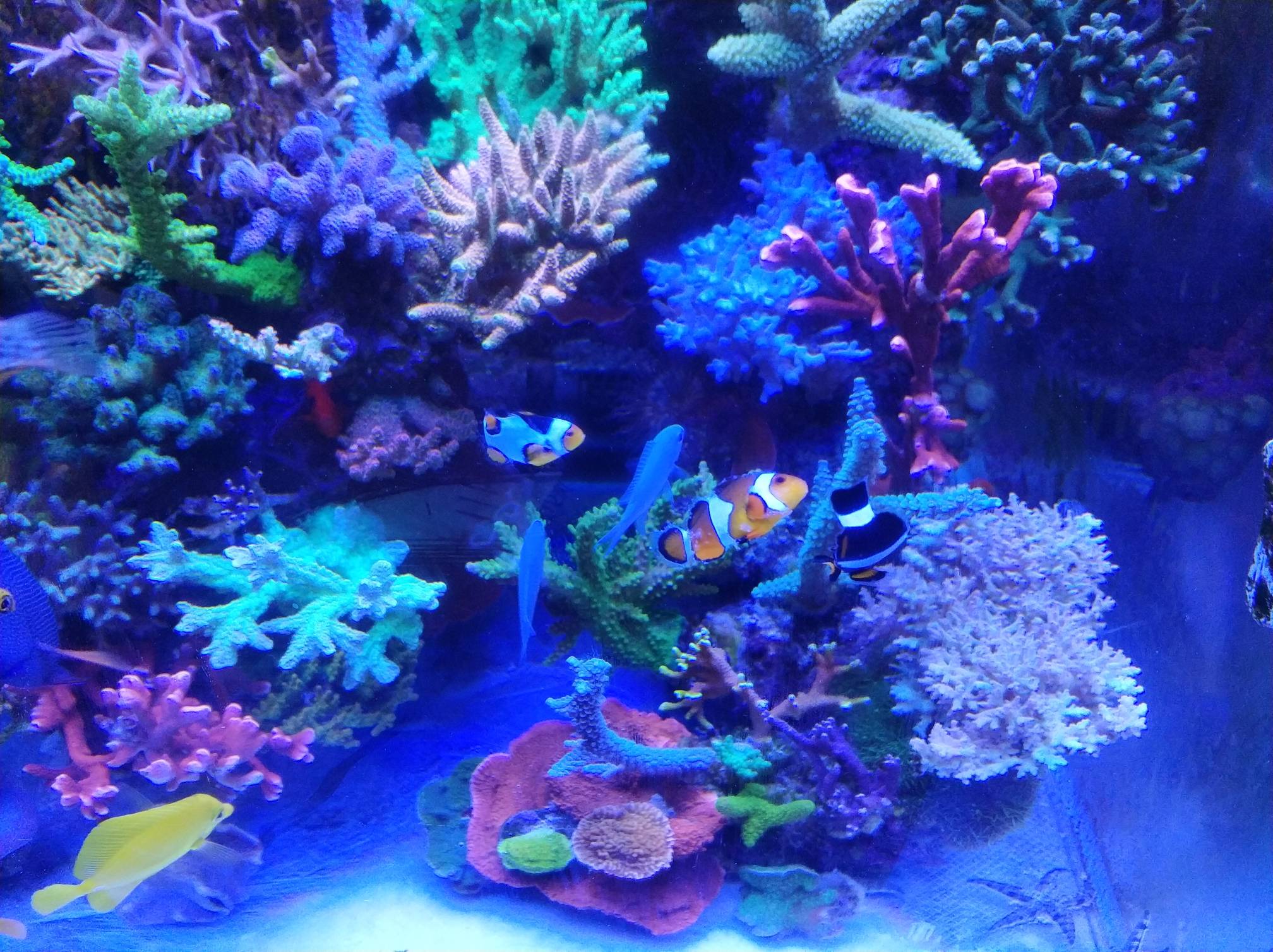 懒懒的海缸