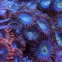 128