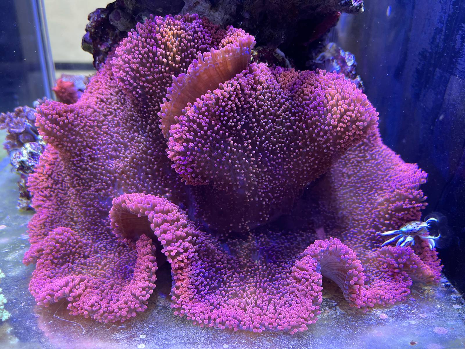 地毯海葵生物活珊瑚造景海草海星观赏海水鱼海葵小丑鱼海缸宠物-淘宝网