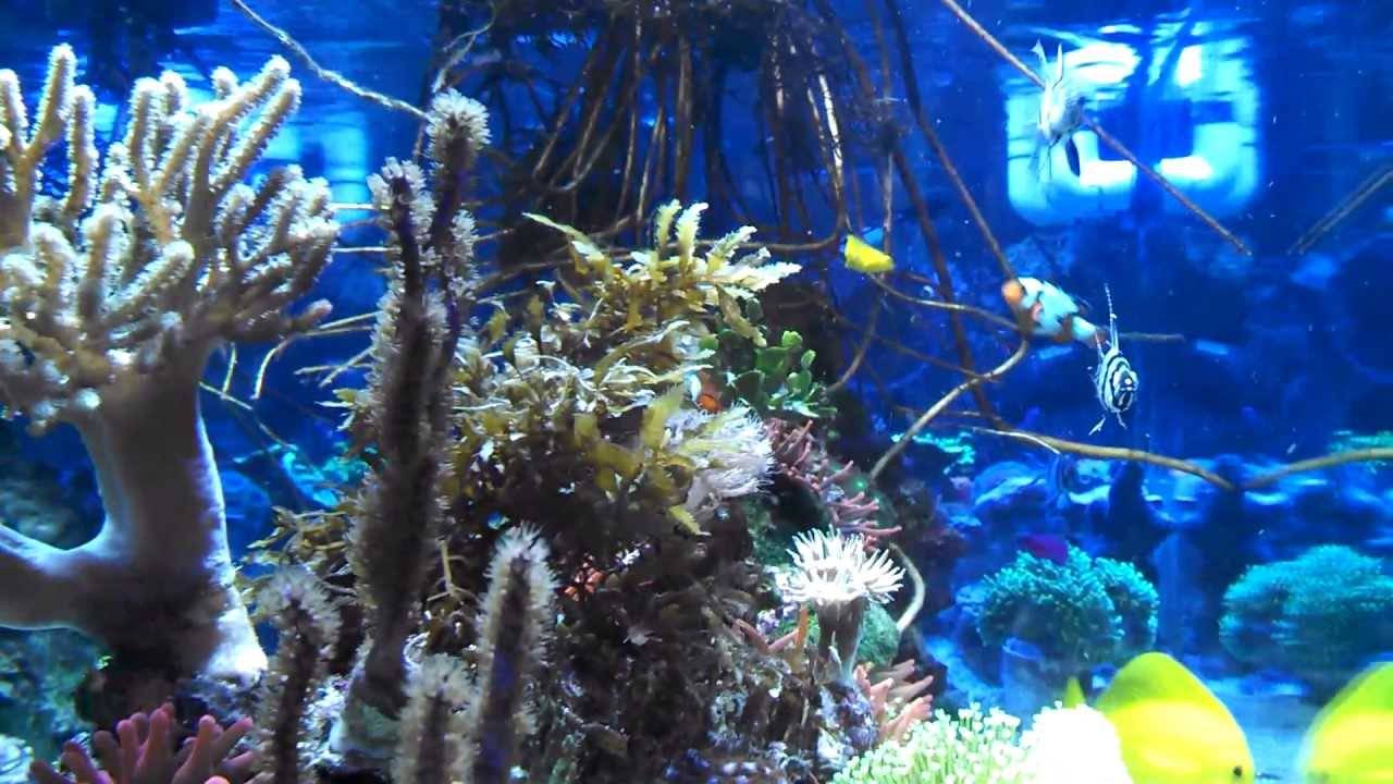 在家里种一颗树免维护红树生态缸