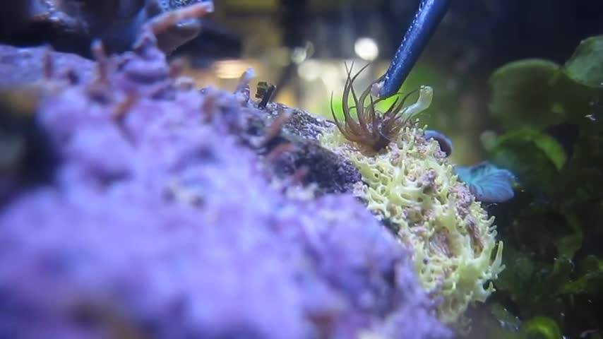 垃圾葵,杀死你不容易 | 海水驿站