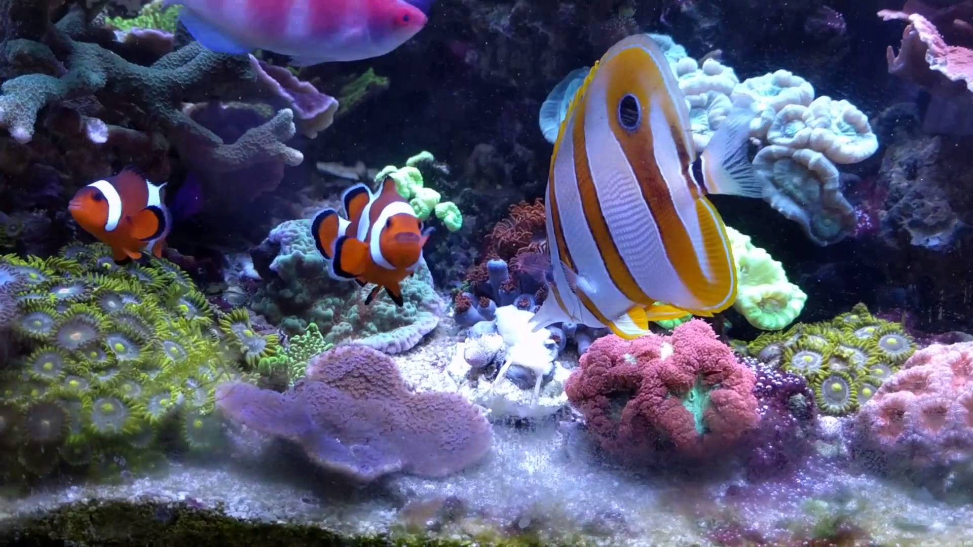 三间火箭/短火箭/钻嘴鱼/毕毕/荷包鱼/长吻钻嘴鱼/钻嘴鱼 | 海水驿站