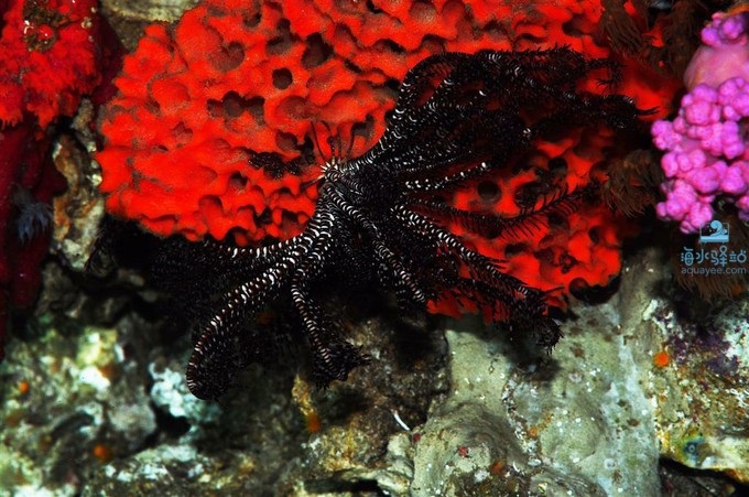 黑色羽毛海星