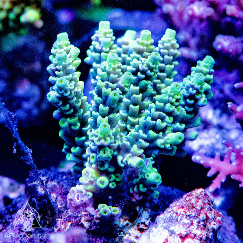 印尼巴厘岛首批人工角sps珊瑚已经发往美国看图当作养过了