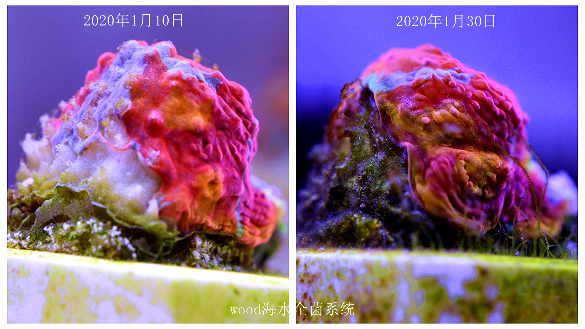 拯救珊瑚极品调色盘1个月爆10头我们的快乐就这么简单