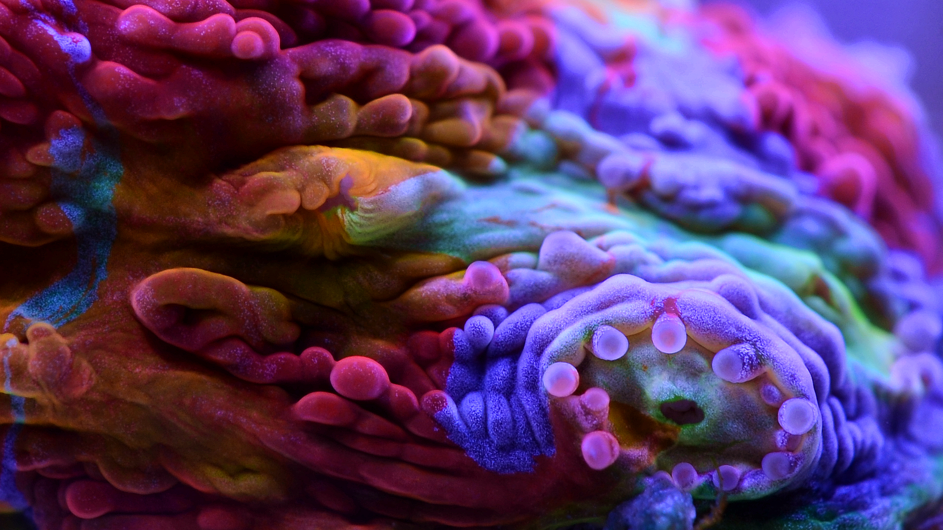 拯救珊瑚极品调色盘1个月爆10头我们的快乐就这么简单