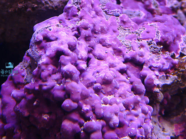 完全被钙藻包住的活石