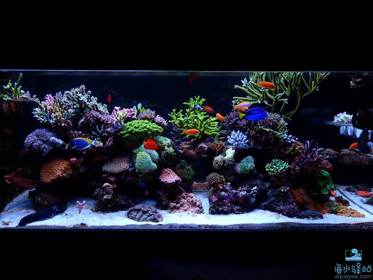来自新加坡alex的150双面造景海缸 | 海水驿站