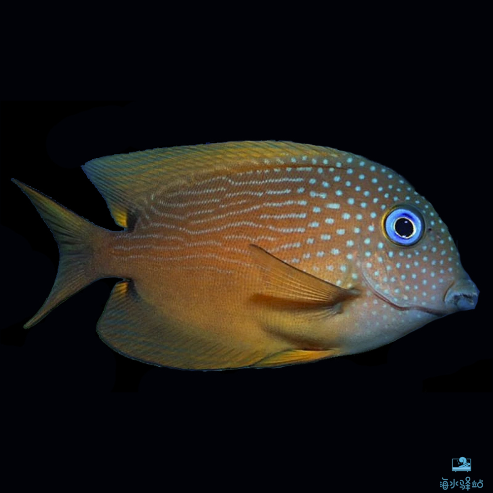 金眼吊替身自夏威夷禁捕后的替代品