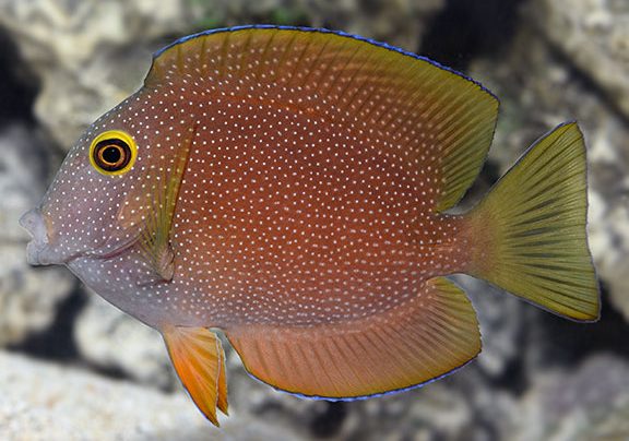 金眼吊替身自夏威夷禁捕后的替代品