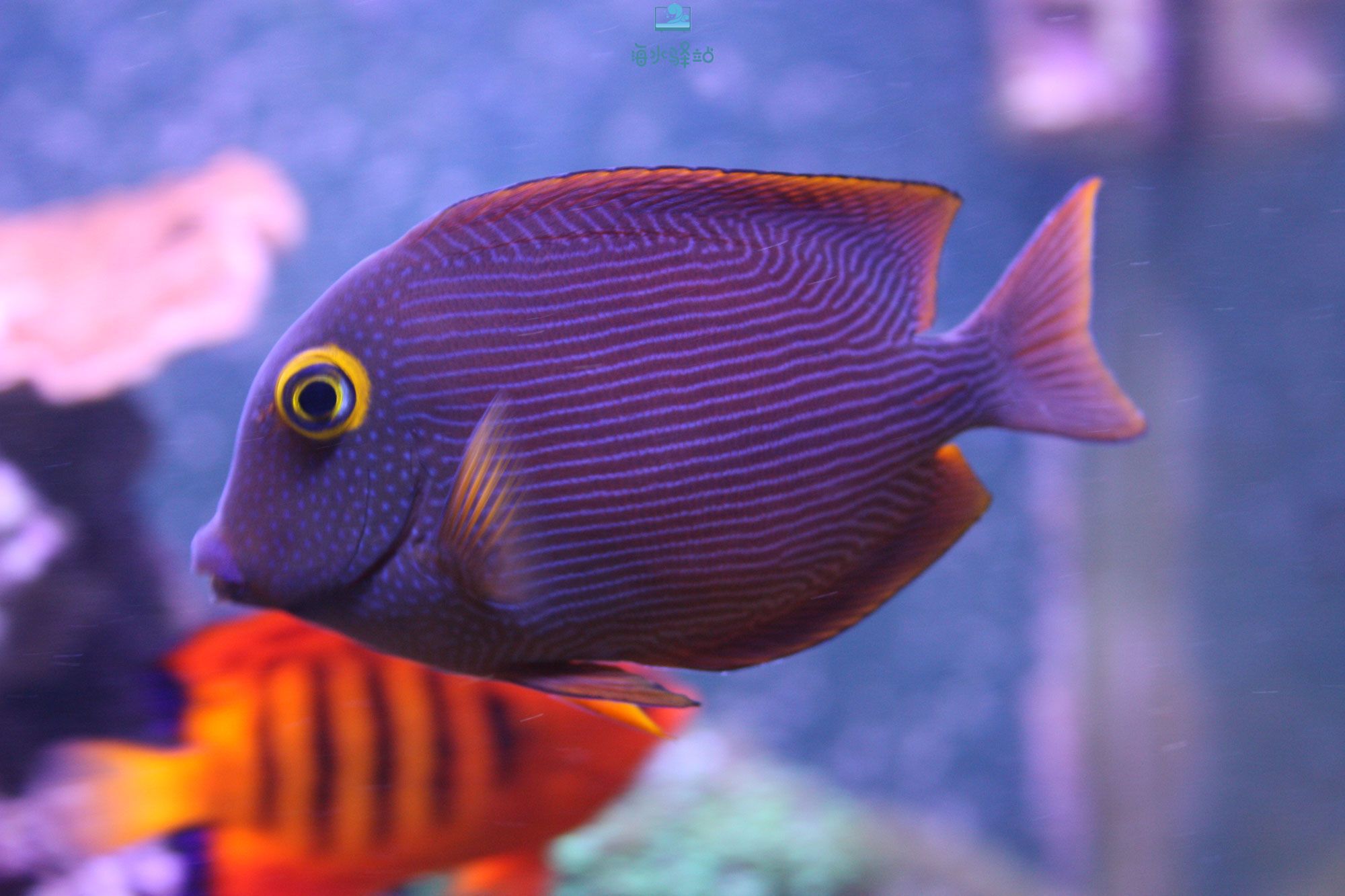 金眼吊替身自夏威夷禁捕后的替代品