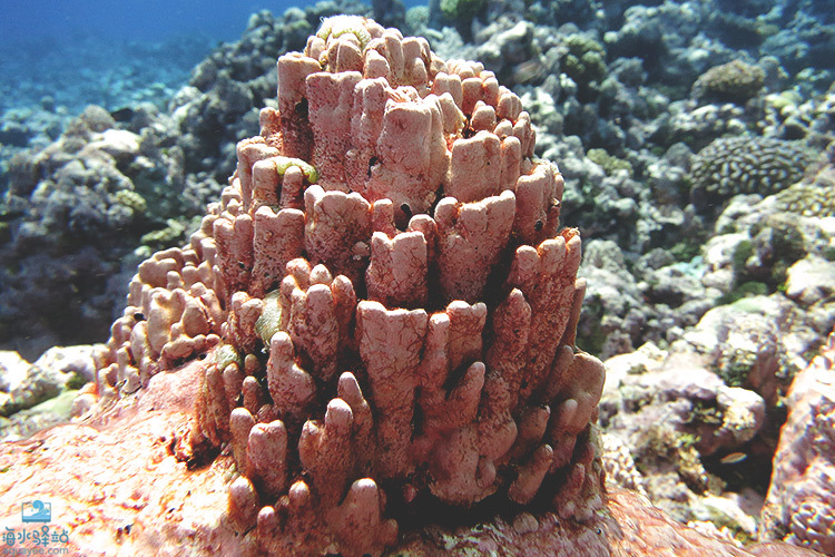 海中的柱状钙藻