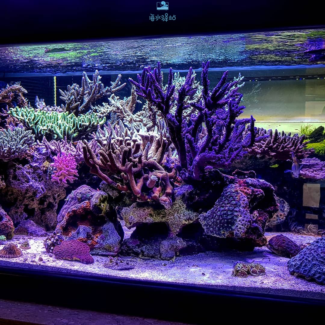 巴西鱼店展示缸的珊瑚长到有3个篮球这么大