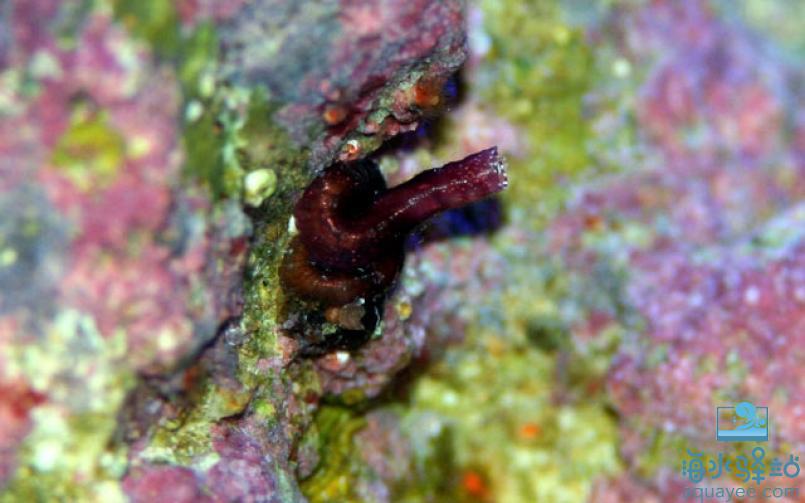 蛇螺我的海缸容不下你