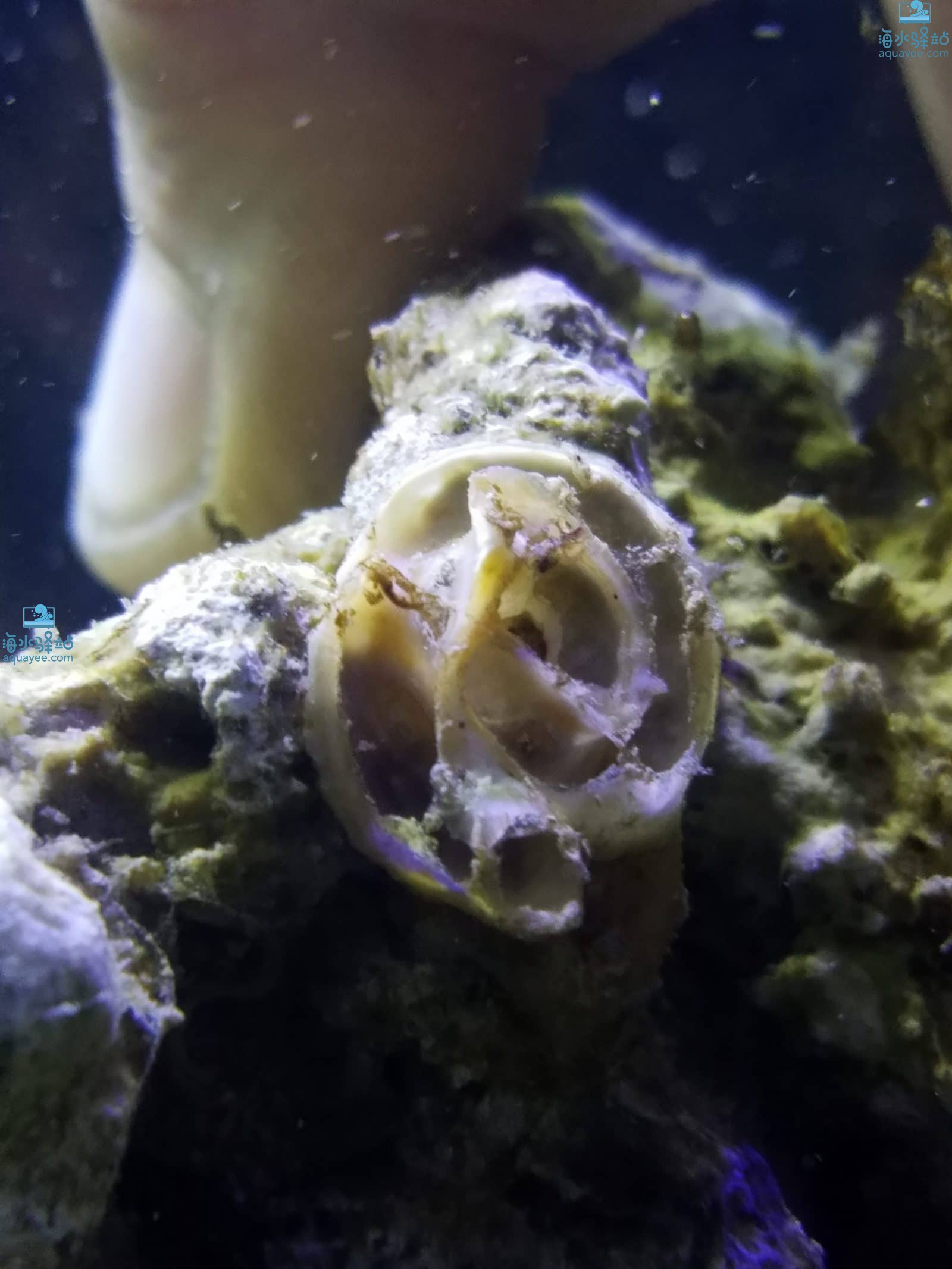 蛇螺我的海缸容不下你