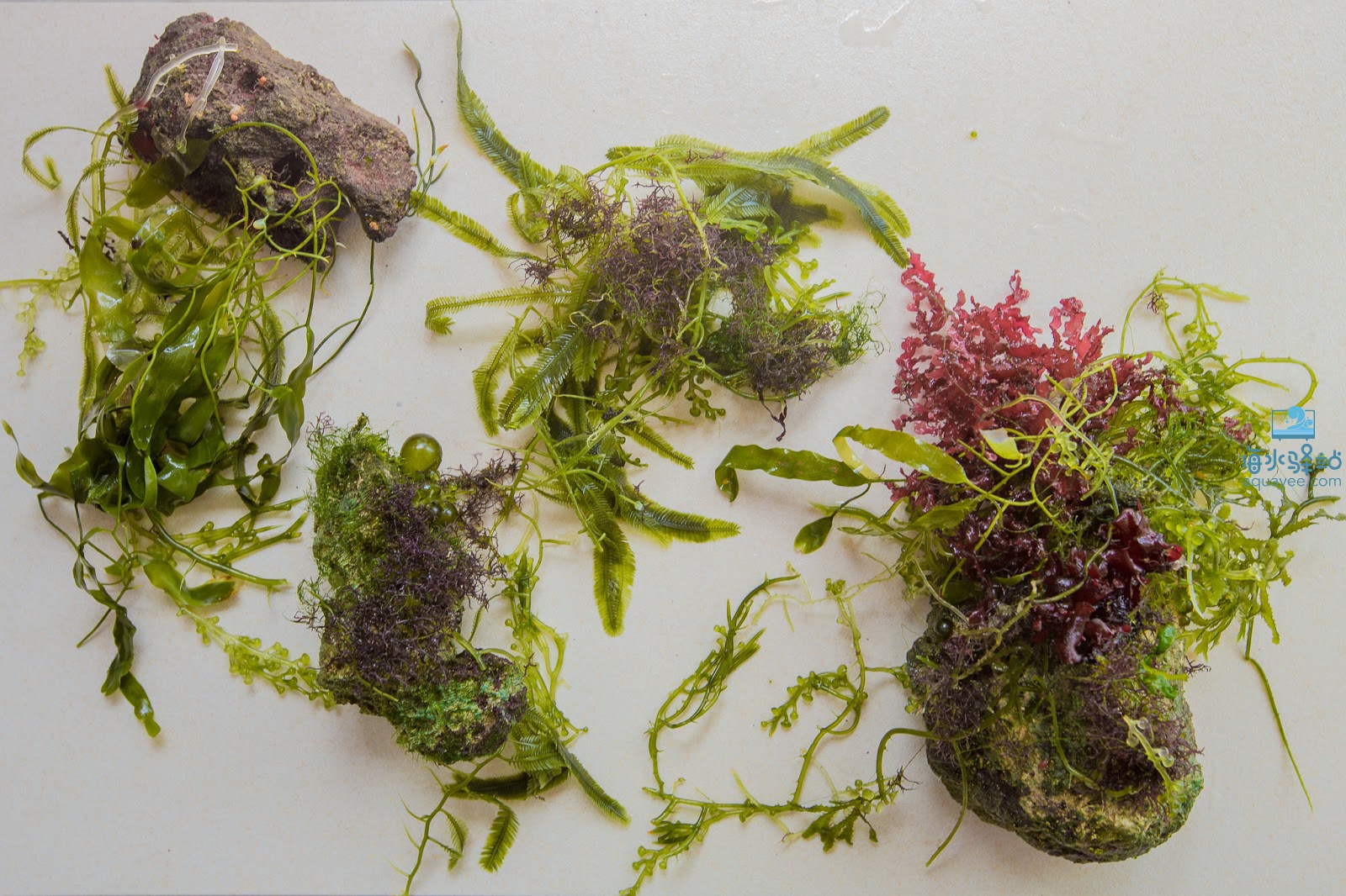 海水界的ada缸一看就知道玩草缸过来的养草不养珊瑚