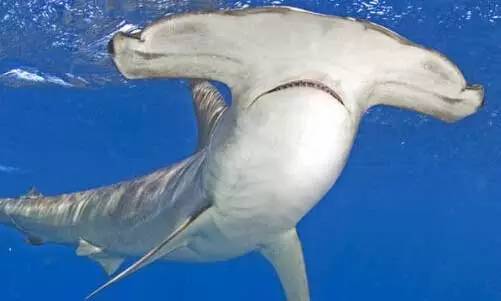 最吓人的鲨鱼怪异图片