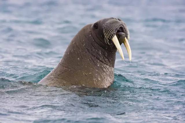 臉盲症患者要怎麼區分海豹海狗海獅與海象