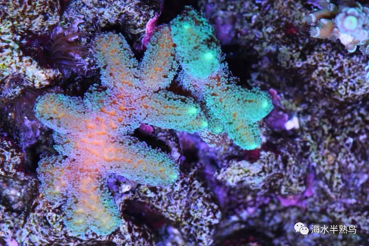 饲养硬骨珊瑚sps需要的元素