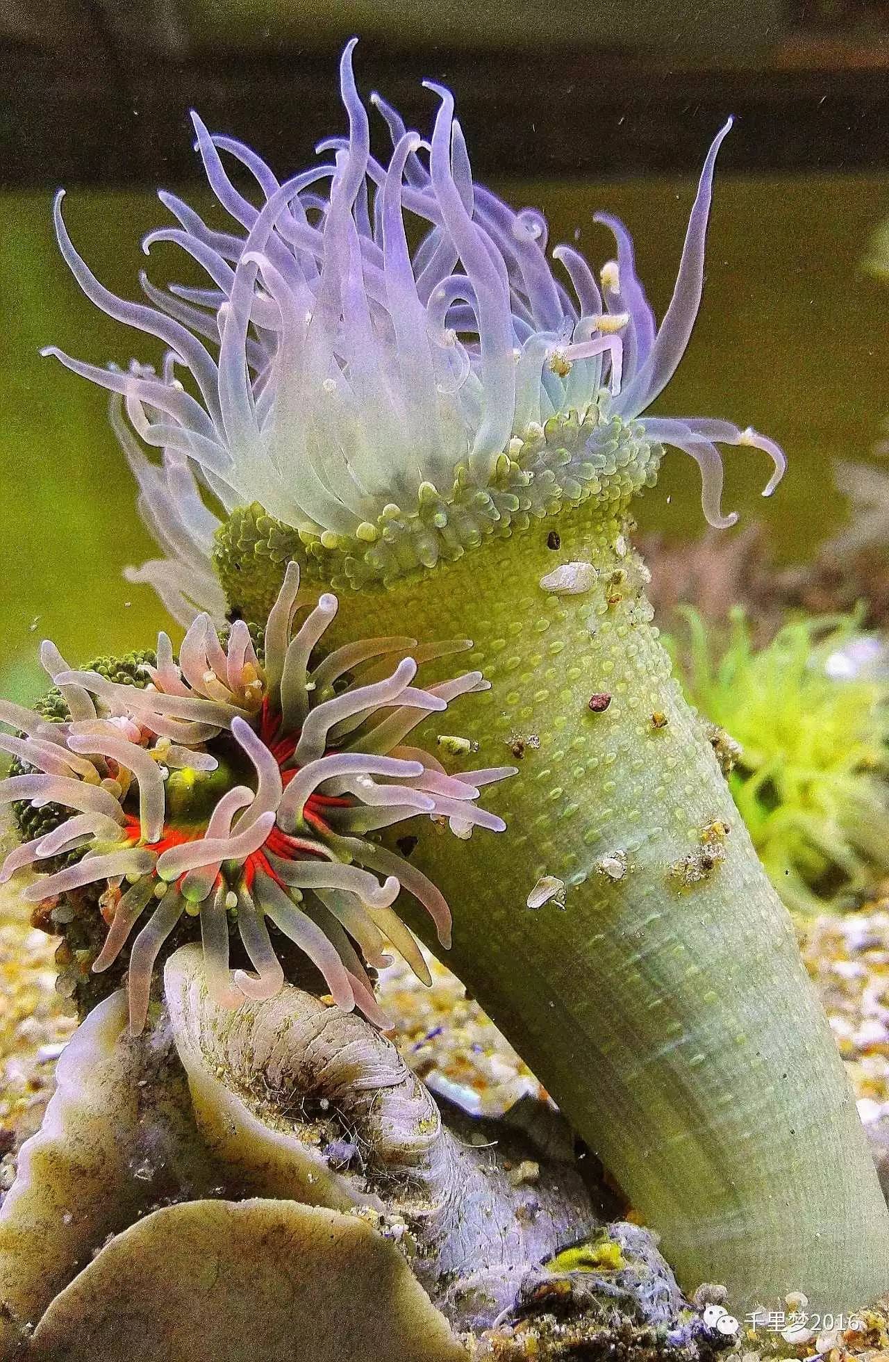 漂亮的海葵