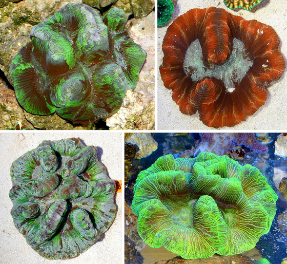 脑珊瑚种类图片