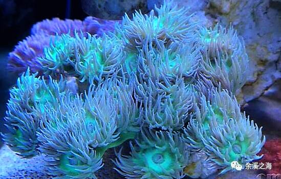 灯琴珊瑚摆放位置图片