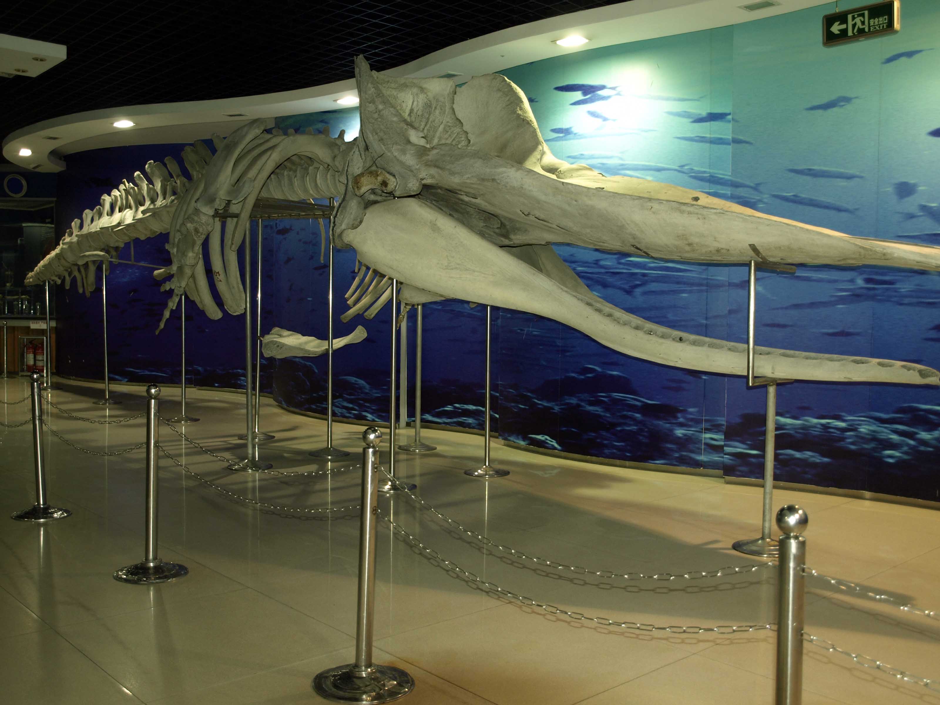 巨鲸标本