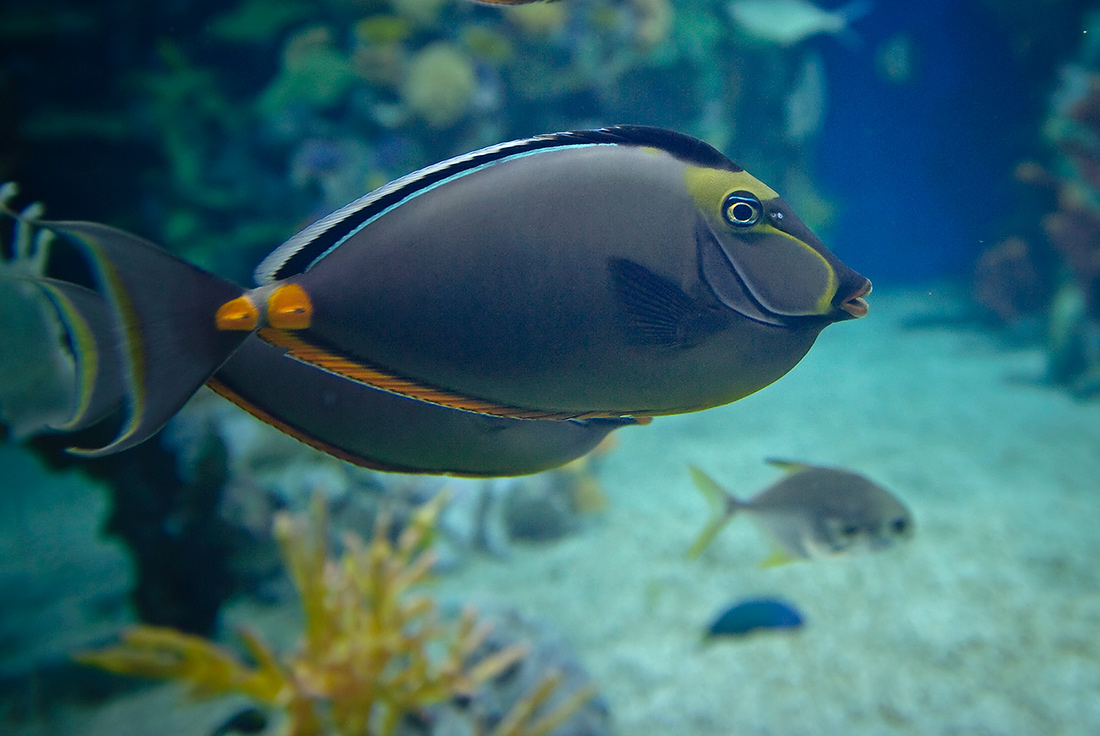 養海水魚一定要用海水嗎