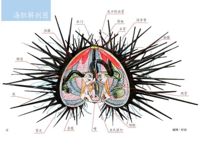 1892年,德国胚胎学家杜里舒完成了一个海胆胚胎实验.