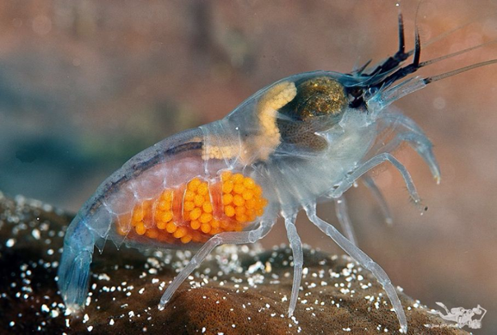 皮皮虾产卵图片