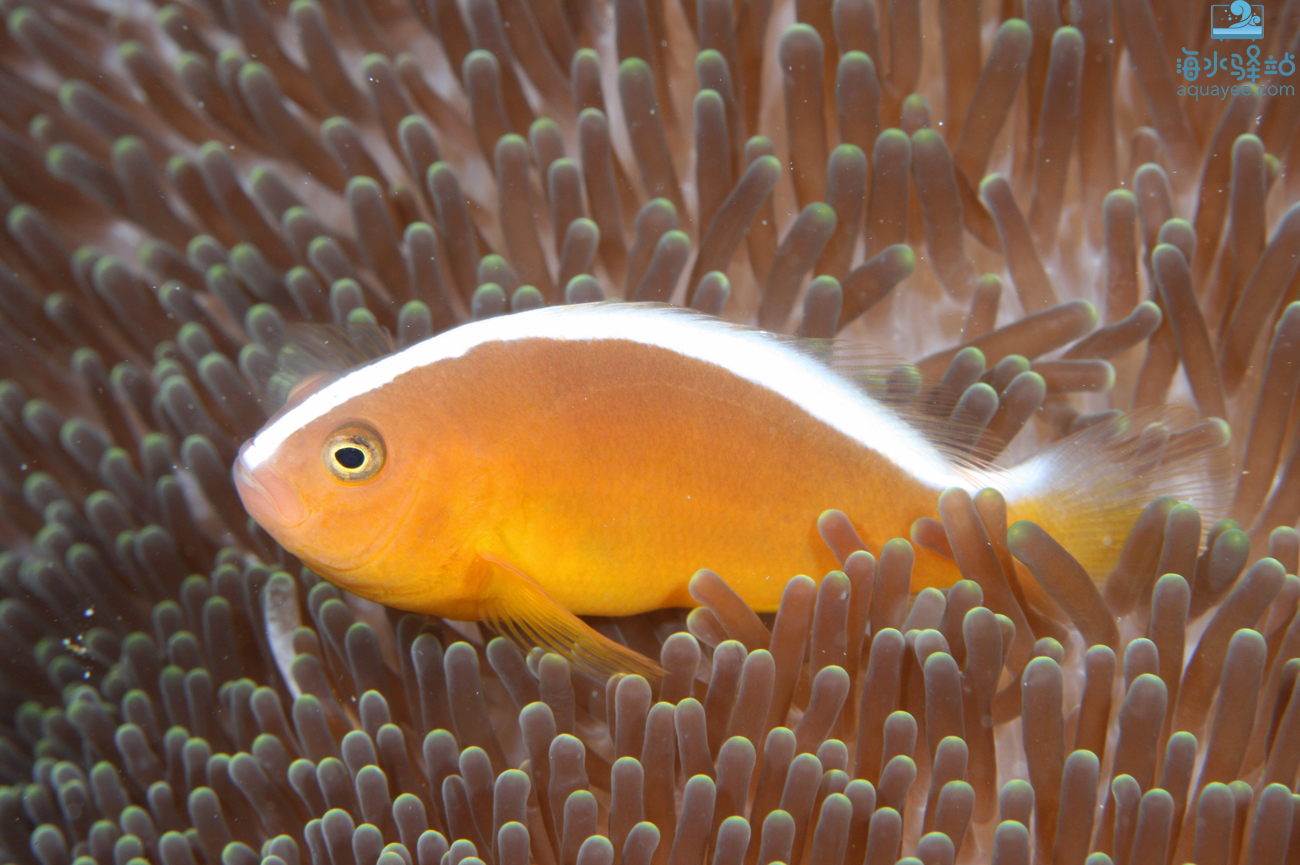 銀線小丑白背海葵魚橙公白背雙鋸魚