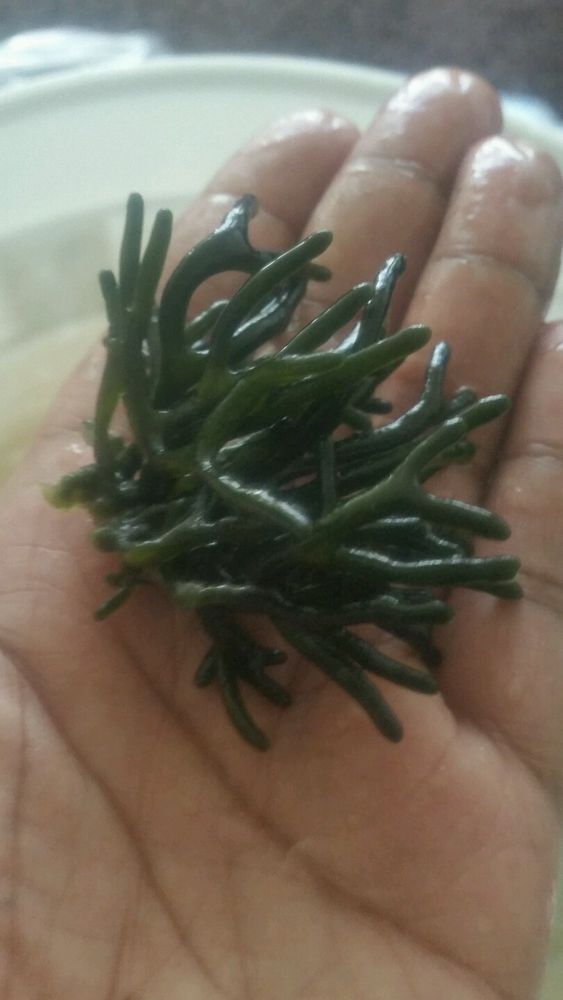 鹿角藻