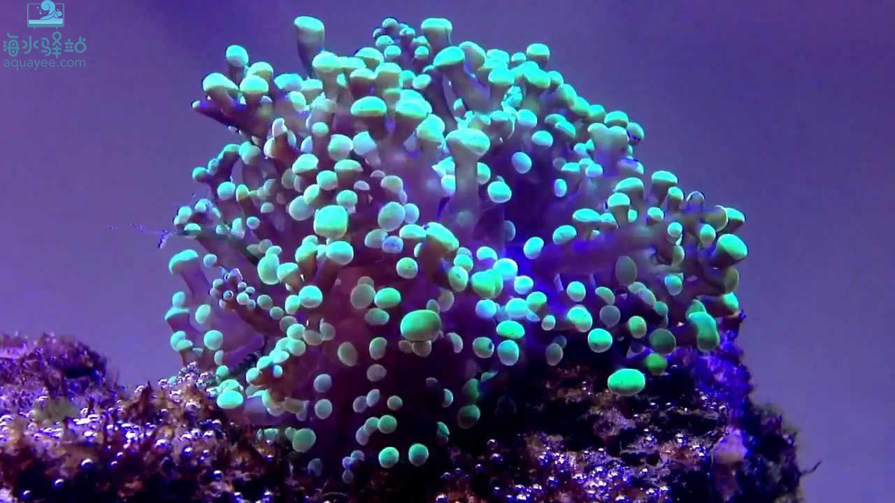 蛙卵珊瑚摆放位置图片