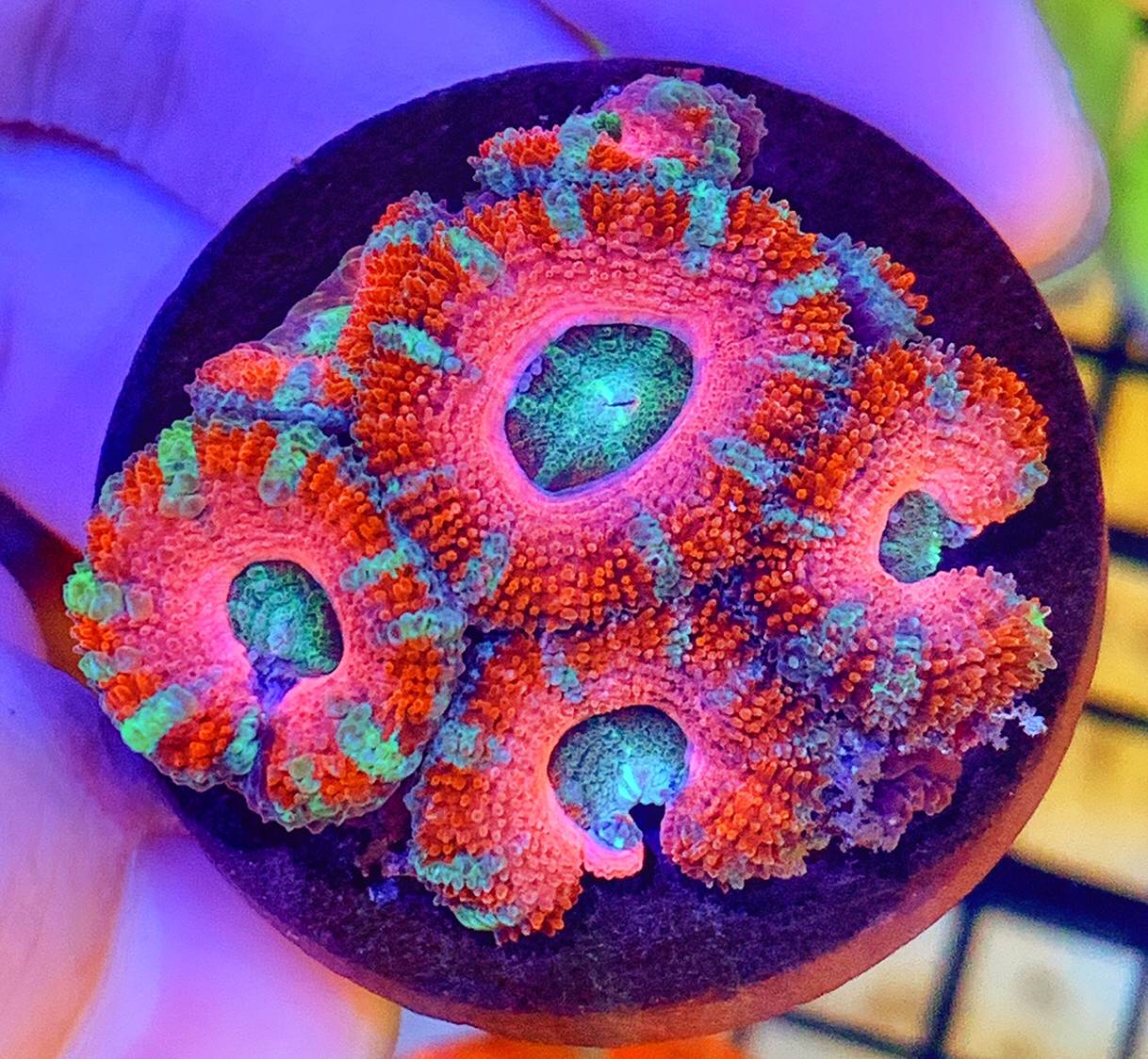 彩虹糖果脑,70一头,可发顺丰生鲜, seaofcloudscoral