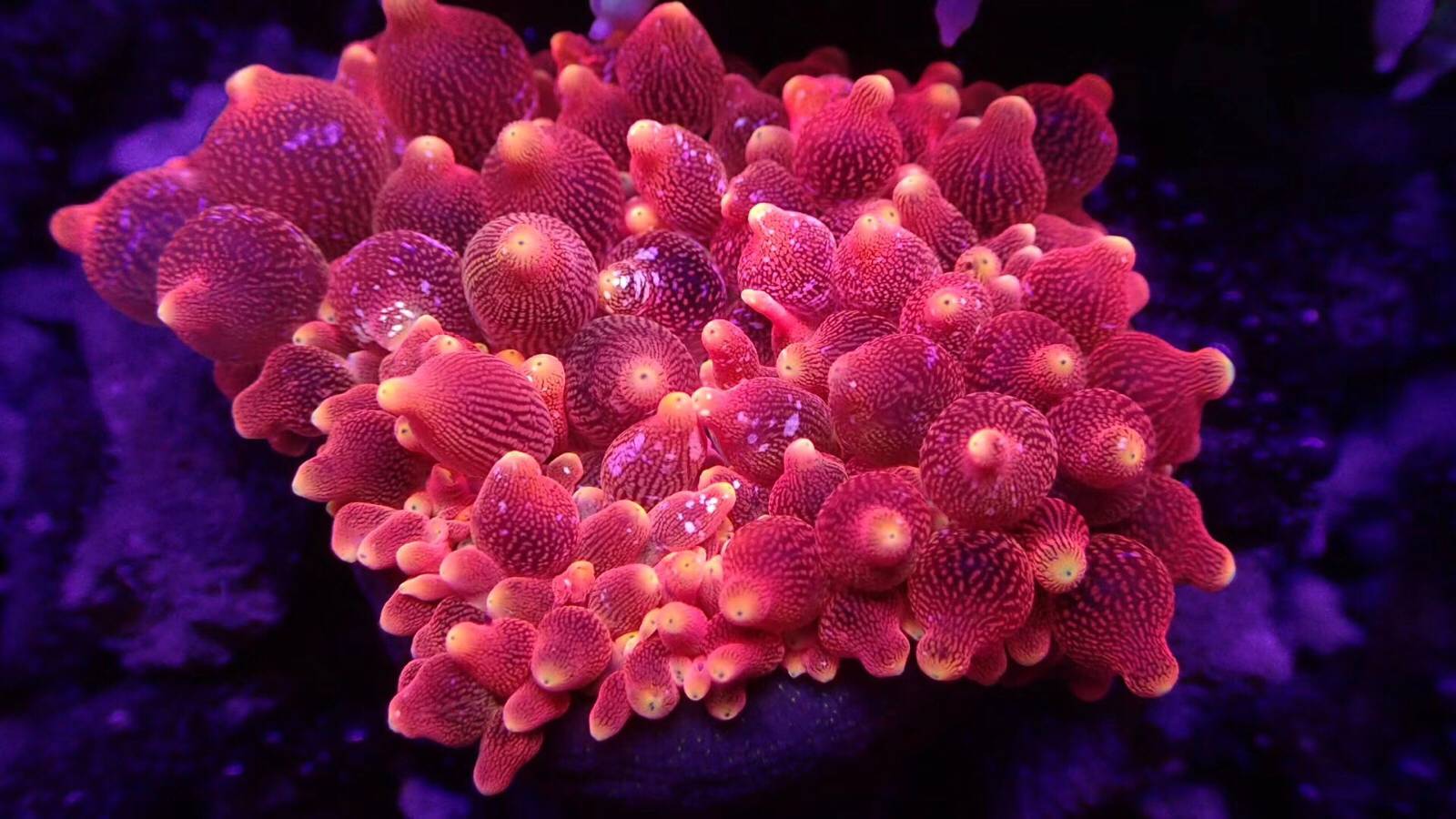 出各种精品珊瑚需要的加微信15019749970