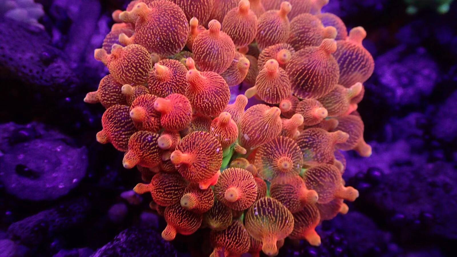 出各种精品珊瑚需要的加微信15019749970