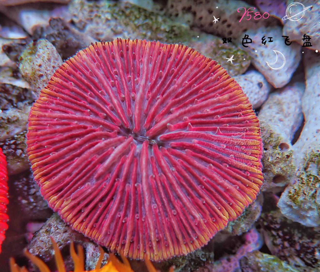 红飞盘金飞盘刺脑牙脑刺脑沙巴荧光尼罗河沙巴粉点尼罗河改成倒序阅读