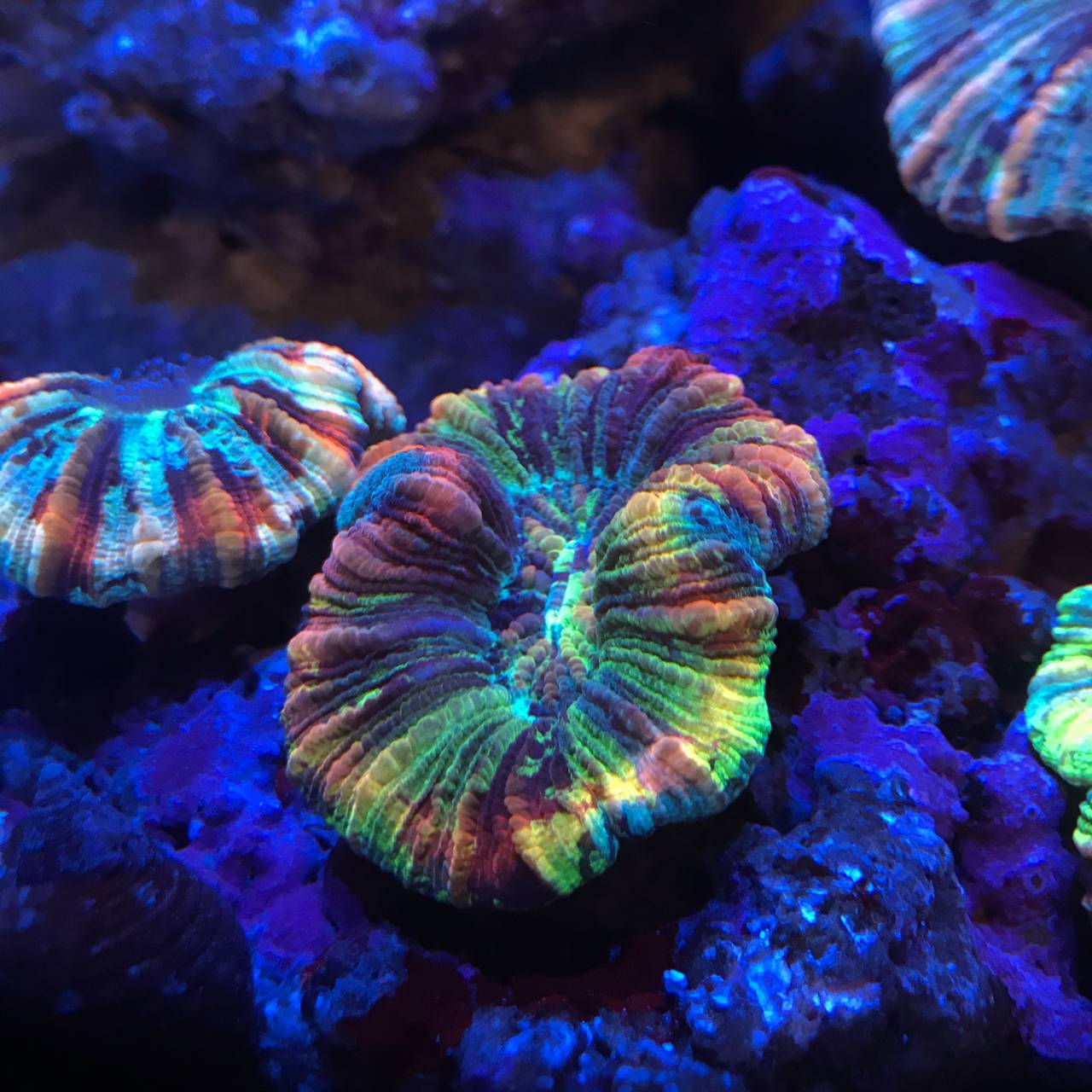 八字脑珊瑚(开放脑珊瑚,trachyphylliageoffroyi) | 海水驿站